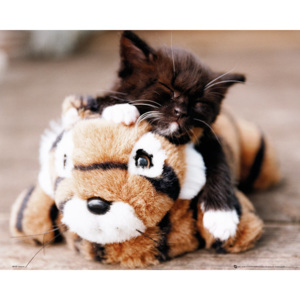 Plakát Kitten - Toy Tiger