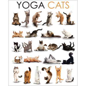 Plakát Yoga Cats - Compilation
