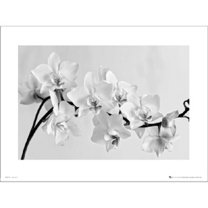 Reprodukce Orchidea White Landscape