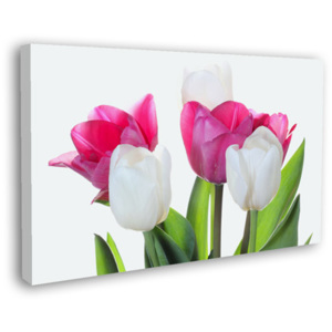 Obraz Květy tulipánů