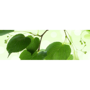 Fototapeta na linku Green Leaves 180 x 60 cm KI180-010 (Fototapeta na linku Dimex)