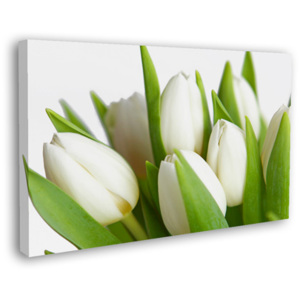 Obraz Bílé tulipány