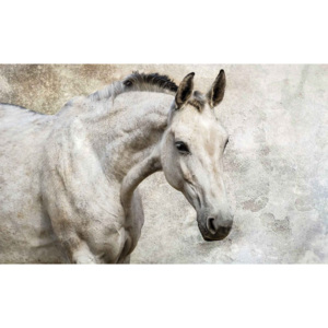 Fototapeta, Tapeta Bílý kůň, (368 x 254 cm)