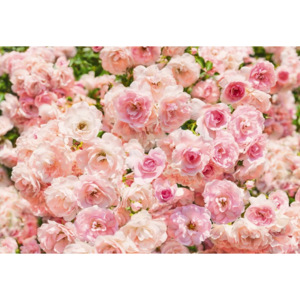 8-937 papírová fototapeta Komar - Rosa - růže , velikost 368 x 254 cm, 8- dílná