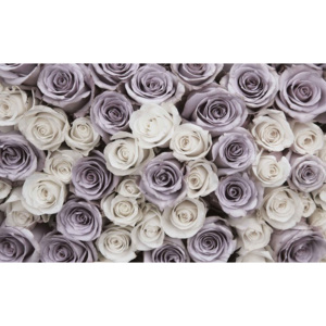 Fototapeta, Tapeta Květiny - Růže, fialovo bílé, (416 x 254 cm)
