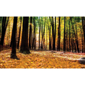 Fototapeta, Tapeta Příroda - Les - Podzim, (254 x 184 cm)