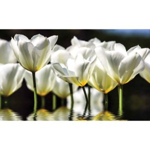 Fototapeta, Tapeta Květiny - tulipány, (416 x 254 cm)
