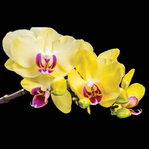 Fototapeta, Tapeta Květiny Orchidej, (152.5 x 104 cm)