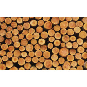 Fototapeta, Tapeta Struktura dřeva, letokruhy, (206 x 275 cm)