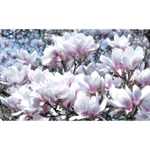 Fototapeta, Tapeta Příroda - Květiny Magnólie, (416 x 254 cm)