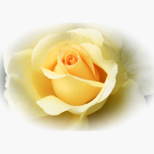 Fototapeta, Tapeta Žlutá růže, (312 x 219 cm)