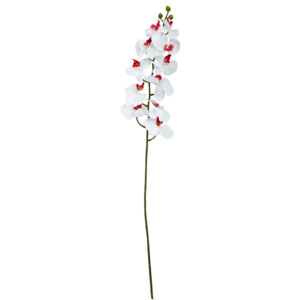 FLORISTA Orchidej - krémová