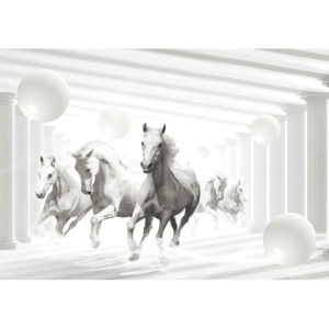 Fototapeta, Tapeta Bílý kůň - Černobílé, (312 x 219 cm)