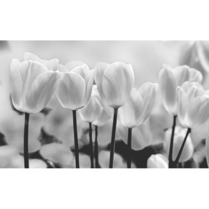 Fototapeta, Tapeta Květiny - tulipány, (184 x 254 cm)