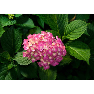 Fototapeta, Tapeta Květiny - Růžová hortenzie, (208 x 146 cm)