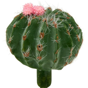 FLORISTA Kaktus - růžová/zelená