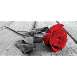 Fototapeta FT G 0917, Rudá růže, AG Design, rozměry 202 x 90 cm