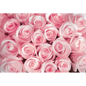 Fototapeta, Tapeta Květiny růže, (416 x 254 cm)