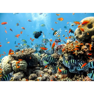Fototapeta, Tapeta Podmořský svět, korály, barevné rybičky, (250 x 104 cm)