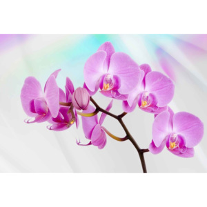 Fototapeta, Tapeta Květiny Orchidej, (211 x 90 cm)