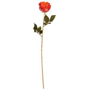 FLORISTA Růže Calista - červená
