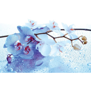 Fototapeta, Tapeta Květiny Orchidej, (368 x 254 cm)