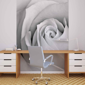 Fototapeta, Tapeta Květ růže, (184 x 254 cm)