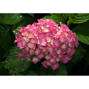 Fototapeta, Tapeta Květiny - Růžová hortenzie, (312 x 219 cm)