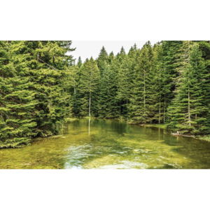 Fototapeta, Tapeta Příroda - Řeka v lese, (254 x 184 cm)