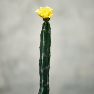 FLORISTA Kaktus - zelená/žlutá