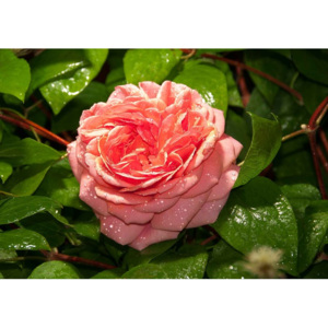 Fototapeta, Tapeta Růžové růže, (206 x 275 cm)