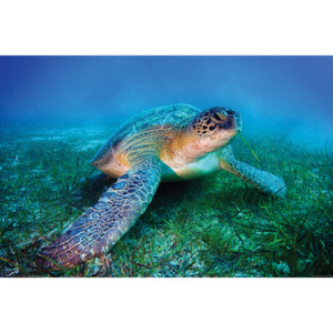 Plakát, Obraz - Mořská želva, (91,5 x 61 cm)