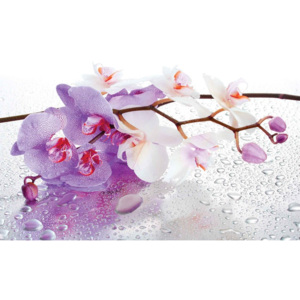 Fototapeta, Tapeta Květiny, Orchidej růžová, (416 x 254 cm)