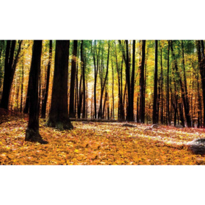 Fototapeta, Tapeta Příroda - Les - Podzim, (312 x 219 cm)