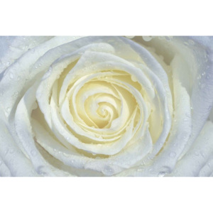 Fototapeta, Tapeta Bílá růže, (250 x 104 cm)