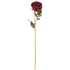 FLORISTA Růže Calista - bordó