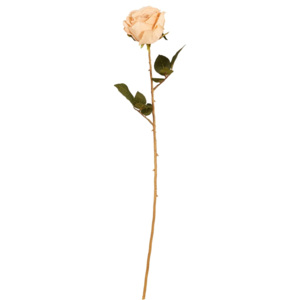 FLORISTA Růže Calista - béžová