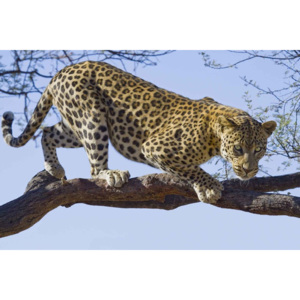 Fototapeta, Tapeta Leopard strom, (250 x 104 cm)