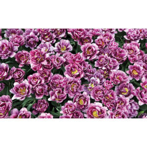Fototapeta, Tapeta Květoucí fialové květiny, (368 x 254 cm)