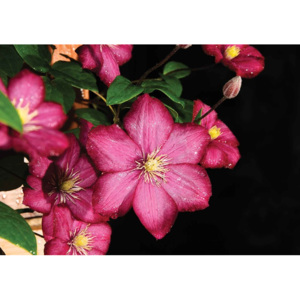 Fototapeta, Tapeta Květiny příroda, (416 x 254 cm)