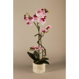 Kolouch Import Orchidej v květináči 70cm Barva: růžová