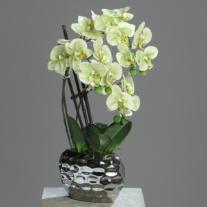 Orchidea květ zeleno-krémová 50cm Provedení: A