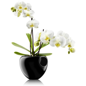 Květináč na orchideje, černá, Eva Solo