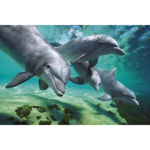 Plakát, Obraz - Dolphins underwater - delfíni pod vodou, (91,5 x 61 cm)