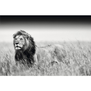Maxiplakát Kings of Nature lion 61x91,5