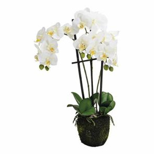 KI Umělá orchidej | 55cm