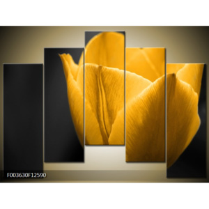 Obraz Žlutý tulipán na černém pozadí