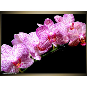 Obraz Orchideje na černém pozadí