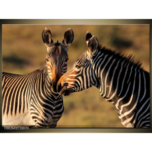 Obraz dvě zebry