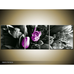 Obraz Záhon tulipánů - černobílá a fialová
